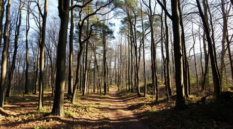 Experience a thrilling chase scene set against a looping forest backdrop.  Rendered in strong, harsh light, the visuals showc