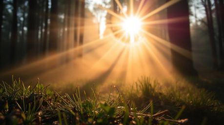 Experience the breathtaking beauty of a forest at golden hour in extreme macro close-up.  Witness the delicate dance of mist 