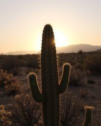 A high-resolution stock photo captures a desert cactus glowing in the last rays of the sun. This professional-quality image f