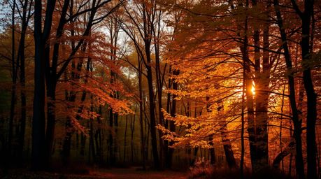 A stunning high-resolution stock photo captures the vibrant beauty of an autumn forest bathed in the golden light of sunset. 