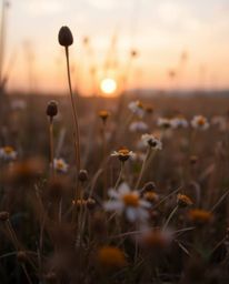 An extreme macro close-up photograph focuses on the minute details of a spring wildflower meadow at sunset. The image is beau