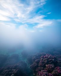Iridescent colors and volumetric lighting illuminate a coral reef at low tide under a colorful sky. Visible light beams pass 