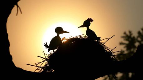 A dramatic low-angle shot showcases two cartoon birds constructing a nest against a bright backlight. Rendered in a classic