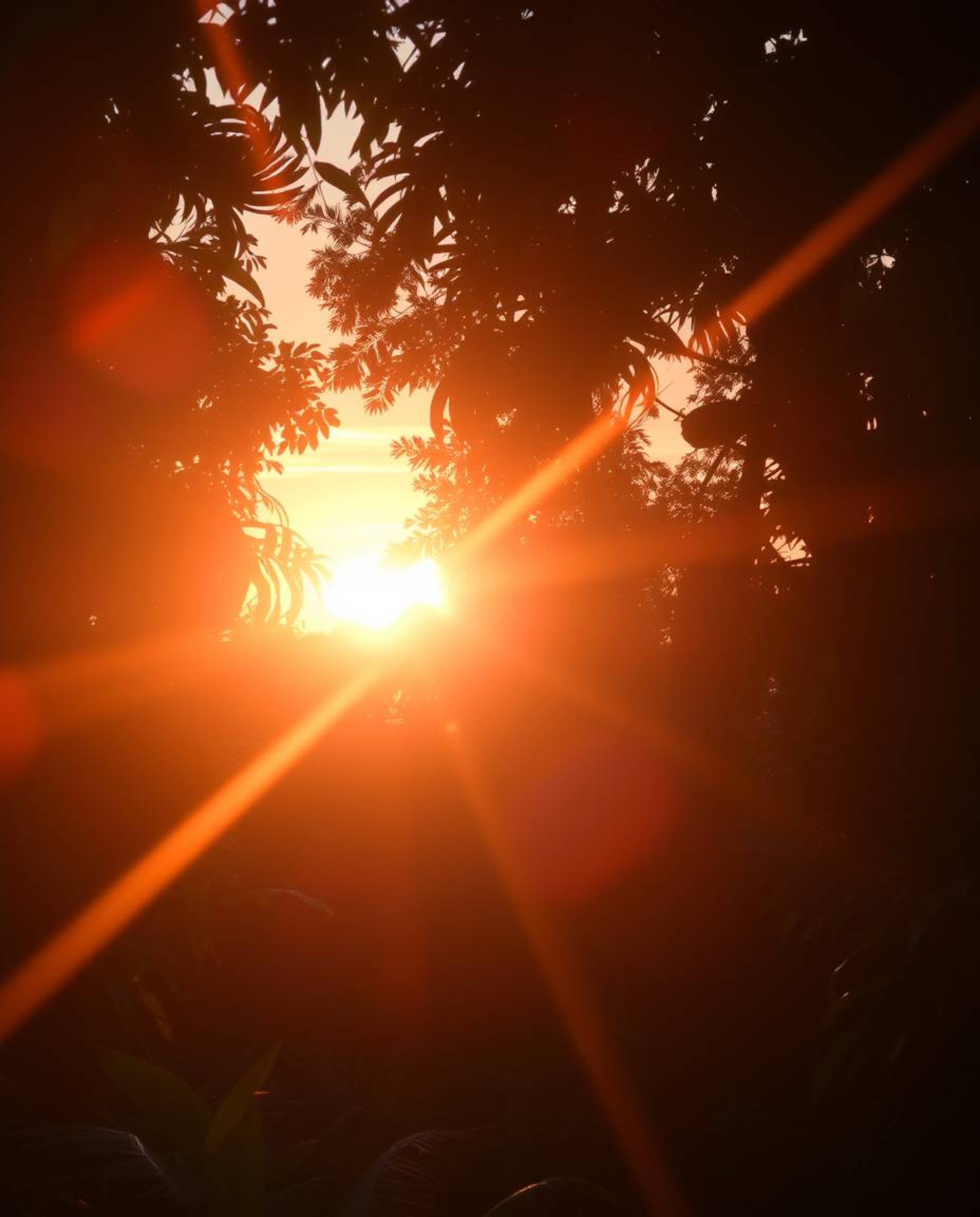 A photograph depicts a sunset filtering through a dense jungle canopy, featuring a bright lens flare and prominent light stre