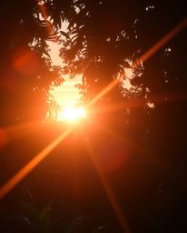 A photograph depicts a sunset filtering through a dense jungle canopy, featuring a bright lens flare and prominent light stre