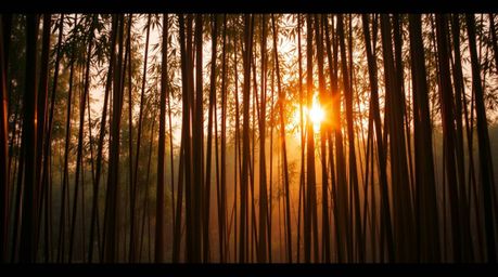 Experience the tranquility of a bamboo forest bathed in the warm glow of a sunset. This cinematic image, crafted with soft pa