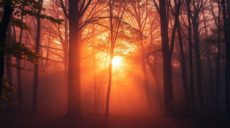 Experience the dreamy, hazy beauty of an autumn forest sunset.  Golden leaves are illuminated with vivid, deep ultraviolet hu