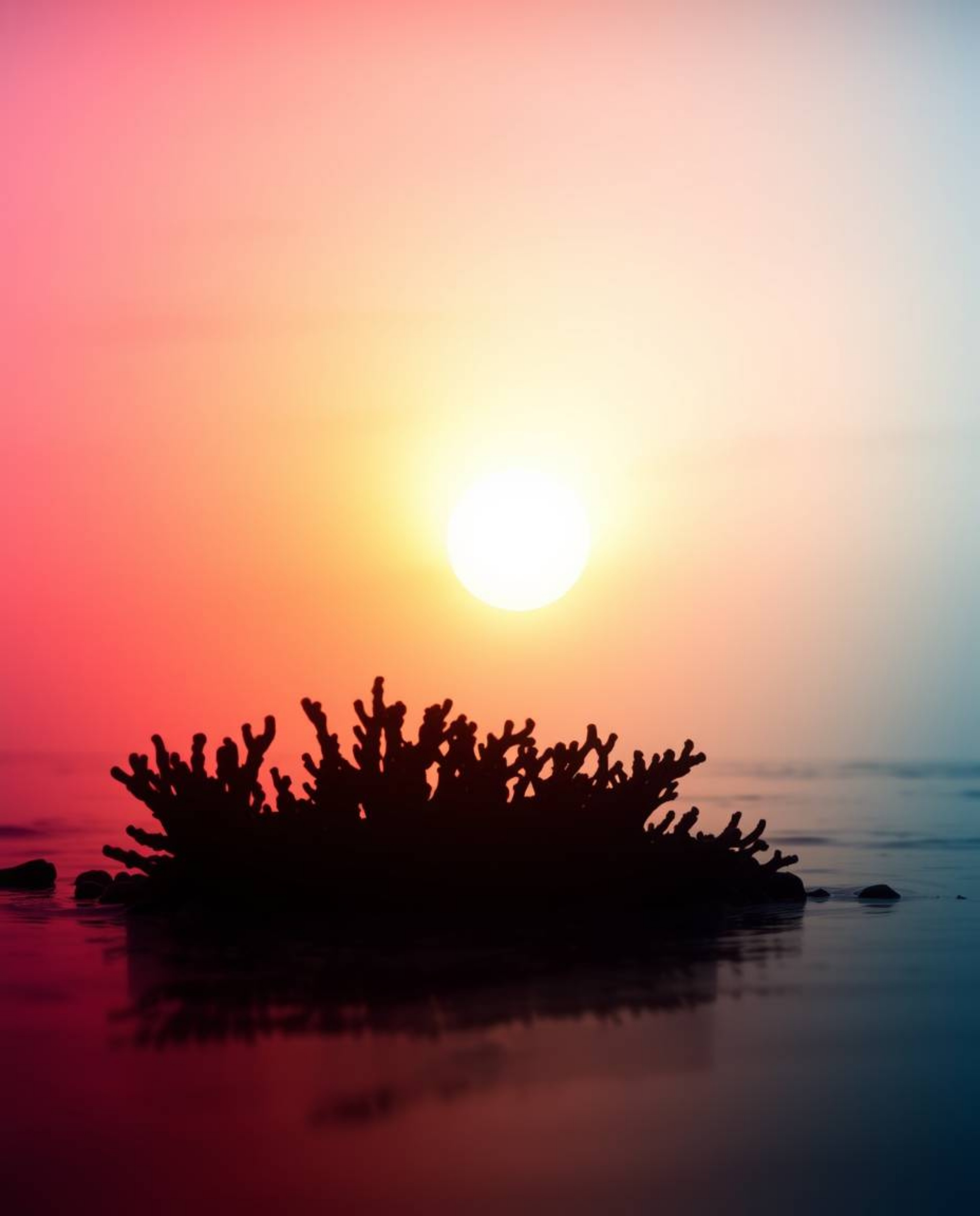 A silhouetted coral reef at low tide is set against a colorful, hazy sky, creating a dreamy and serene atmosphere. The scene 