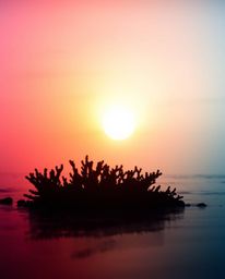 A silhouetted coral reef at low tide is set against a colorful, hazy sky, creating a dreamy and serene atmosphere. The scene 