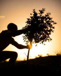 Capture the dynamic energy of hands planting a tree against a breathtaking golden sky. This image showcases the beauty of sil