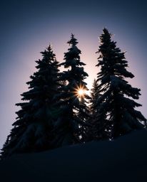 A low-angle perspective shot captures the dramatic silhouette of snowy pine trees as sunset light sparkles on their branches.