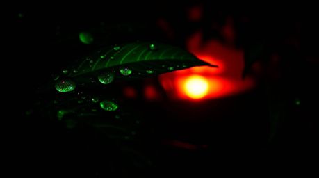 Experience the mesmerizing beauty of a bioluminescent sunset reflected in raindrops clinging to leaves, set against an intens