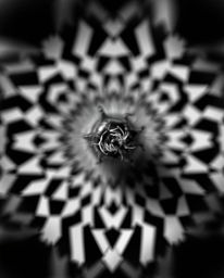 This striking black and white macro photograph captures the intricate details of a small subject nestled within a geometric o