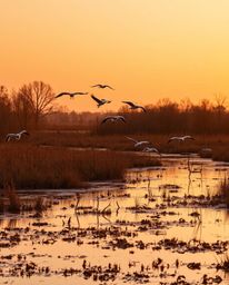 A golden hour wetlands scene with herons flying is beautifully rendered with a seamless gradient transition and smooth color 