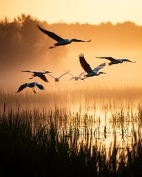 A high-resolution stock photograph of herons flying in a golden hour wetlands scene, evoking an ethereal and spiritual vibe. 
