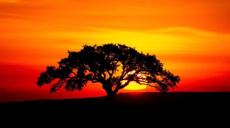 A captivating image of a lone tree silhouetted against a vibrant, fiery sunset. The strong backlighting creates a dramatic co