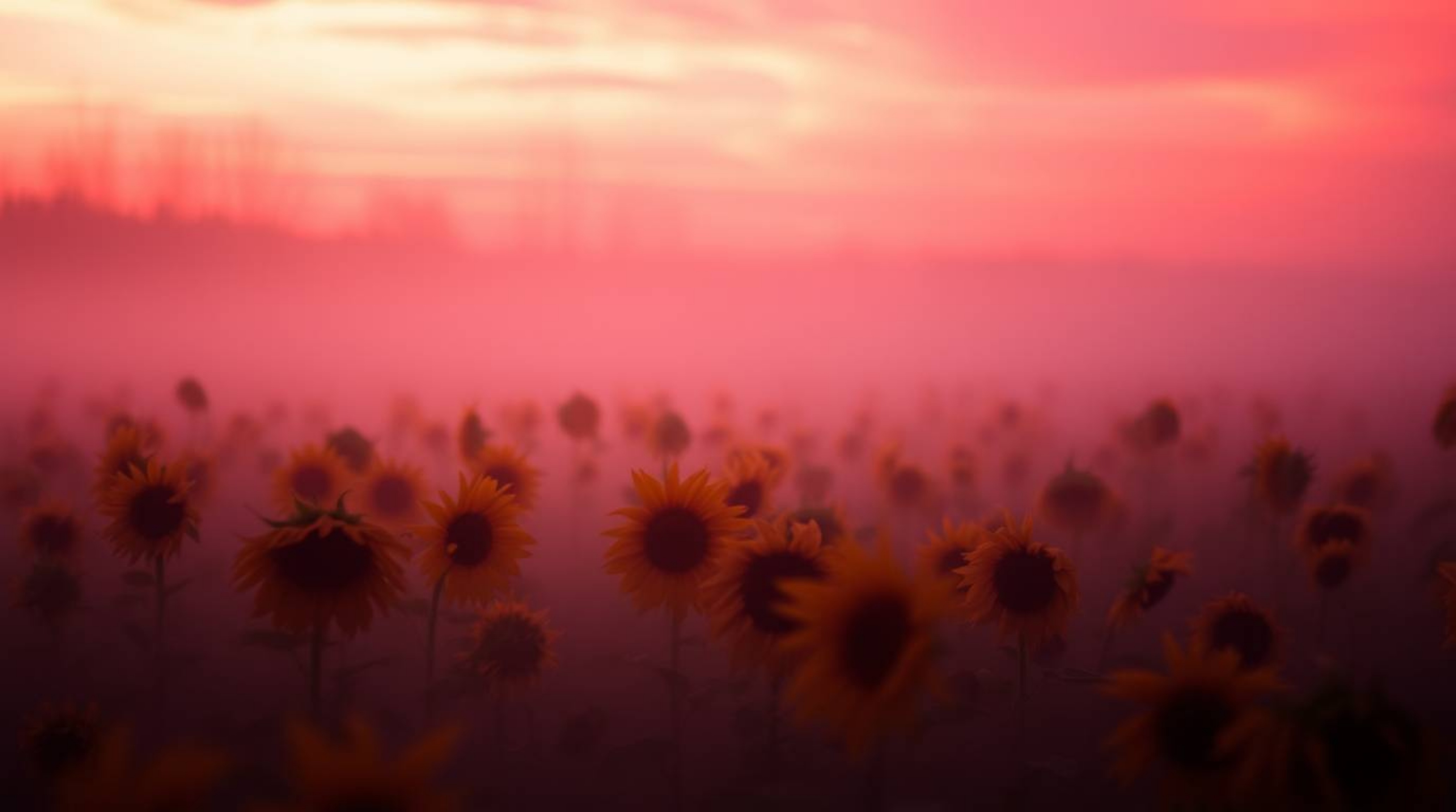 Experience a soft, dreamy atmosphere in this stunning image of a hazy sunflower field.  The deep red and purple hues of the s