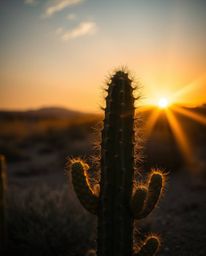 A desert cactus glows in the last rays of the sun, exhibiting refined features. The scene is brought to life with volumetric 