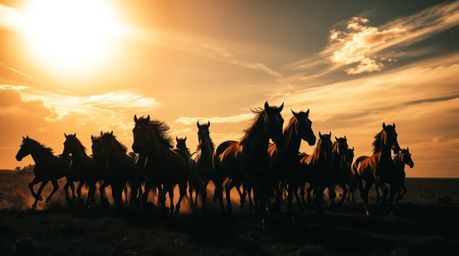 Experience the raw power and beauty of nature with this high contrast, low key image showcasing a herd of wild horses running