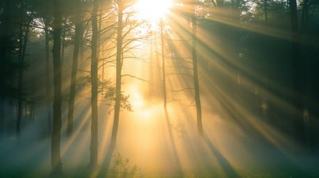 Experience the ethereal beauty of a forest at golden hour, where mist rises to create a spiritual and mystical vibe.  A light