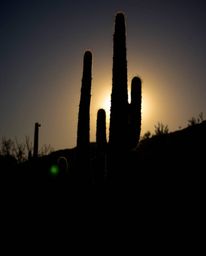 A silhouetted image of a desert cactus glowing in the last rays of the sun, rendered from a dramatic low-angle perspective. T