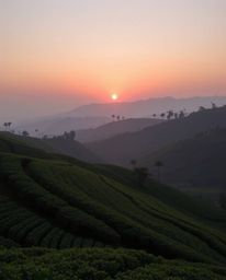 A seamless gradient sunset over terraced tea plantations, illuminated by soft light with smooth color transitions. The compos