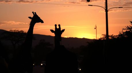 Explore captivating candid street photography that blends the beauty of a savanna sunset with urban landscapes. Silhouetted g