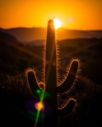 A long-exposure photograph captures a desert cactus glowing in the last rays of the sun, accented by a bright lens flare. Thi