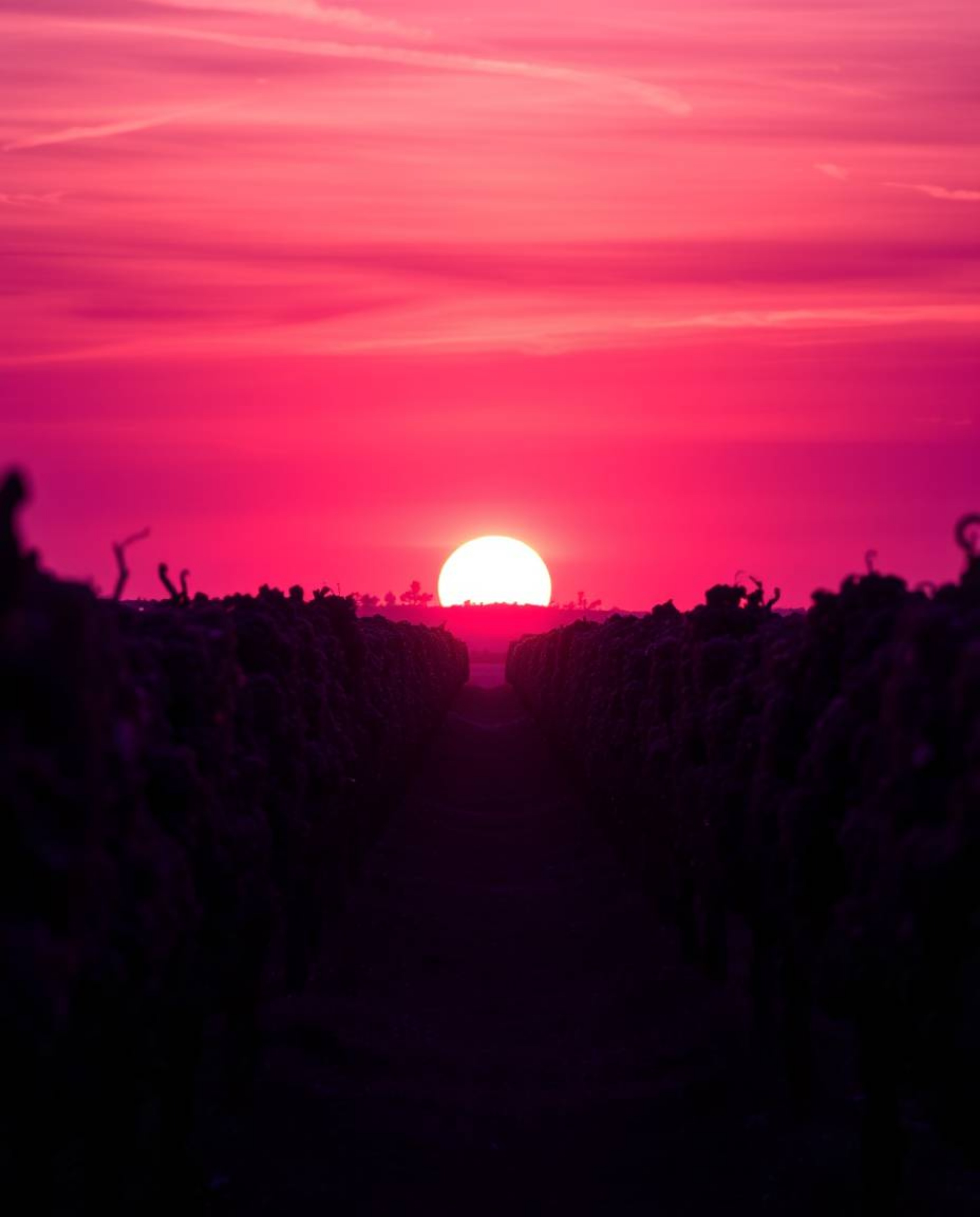 A high-contrast, low-key lighting image depicts a sunset over a vineyard with rows of grapevines. The scene is bathed in deep