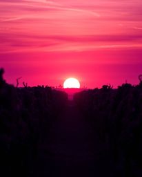 A high-contrast, low-key lighting image depicts a sunset over a vineyard with rows of grapevines. The scene is bathed in deep