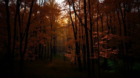 Discover stunning original fine art photography showcasing a unique autumn forest scene.  Warm, slightly dark, and soft, the 