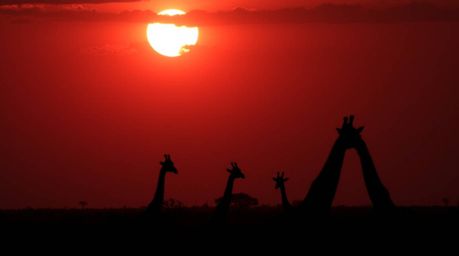 Experience the breathtaking beauty of a savanna sunset with this captivating image.  Silhouetted giraffes stand tall against 
