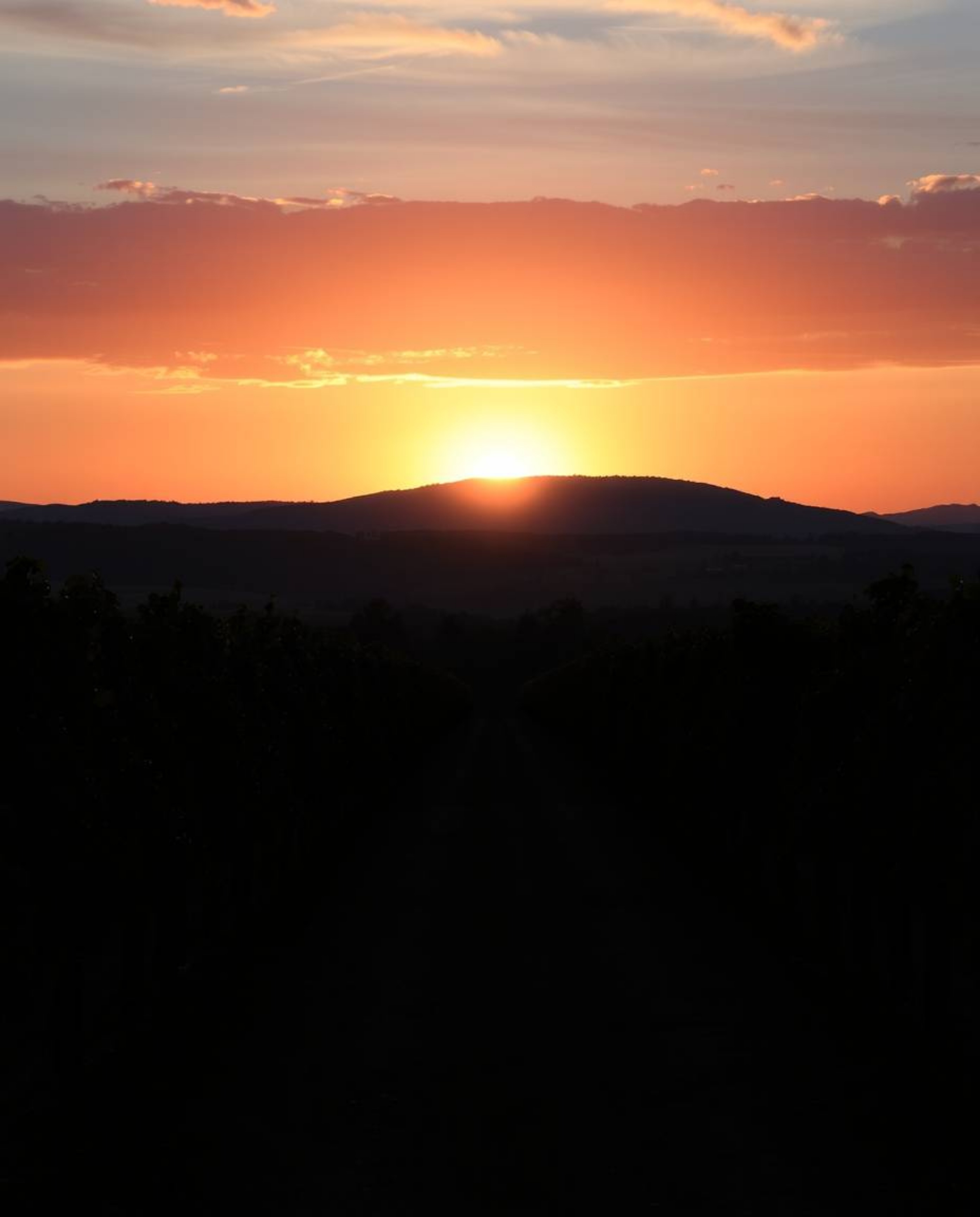 A sophisticated and elegant depiction of a sunset over a vineyard, rendered in rich burgundy and deep blue tones. The scene i