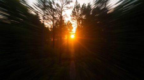 Experience the captivating dynamic motion of sunset light filtering through a dense forest.  This stunning visual features bl