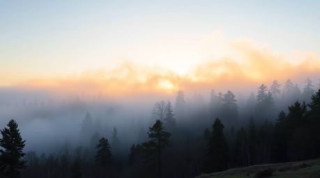 Experience a distinct split image capturing the mystic and enchanting environment of a forest at golden hour, where mist rise