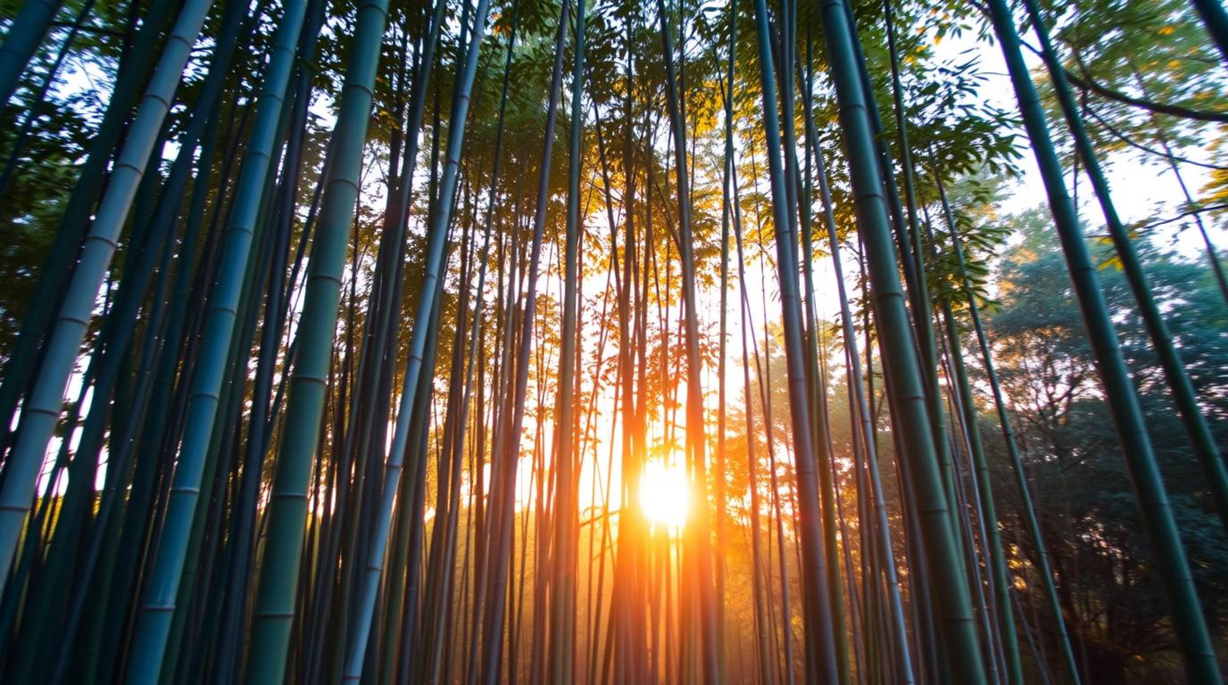 Experience the serene beauty of a bamboo forest bathed in the warm glow of golden hour light. Cool-toned blues, greens, and p