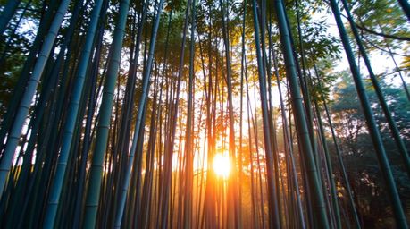 Experience the serene beauty of a bamboo forest bathed in the warm glow of golden hour light. Cool-toned blues, greens, and p