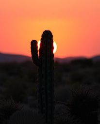 A desert cactus glows in the last rays of the sun, uniquely depicted with layered papier-mâché material. This artwork is rend