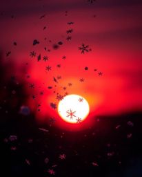 A striking image captures silhouetted snowflakes falling during a vibrant sunset, distinguished by its deep ultraviolet hues.