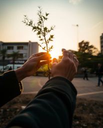 A candid street photography image capturing the essence of hands planting a tree under a breathtaking golden sky within an ur