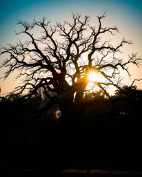 Strong, hard light illuminates a sunset behind an old oak tree with twisted branches. This lighting creates direct, harsh sha