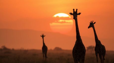 Immerse yourself in a cinematic depiction of a breathtaking sunset over the savanna, featuring the elegant silhouettes of gir
