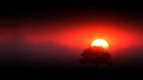 A captivating image of a lone tree silhouetted against a vibrant fiery sunset, shrouded in thick fog.  The scene is dominated