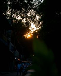 A candid street photograph captures an extreme macro close-up of a subject that depicts a sunset through a dense jungle canop