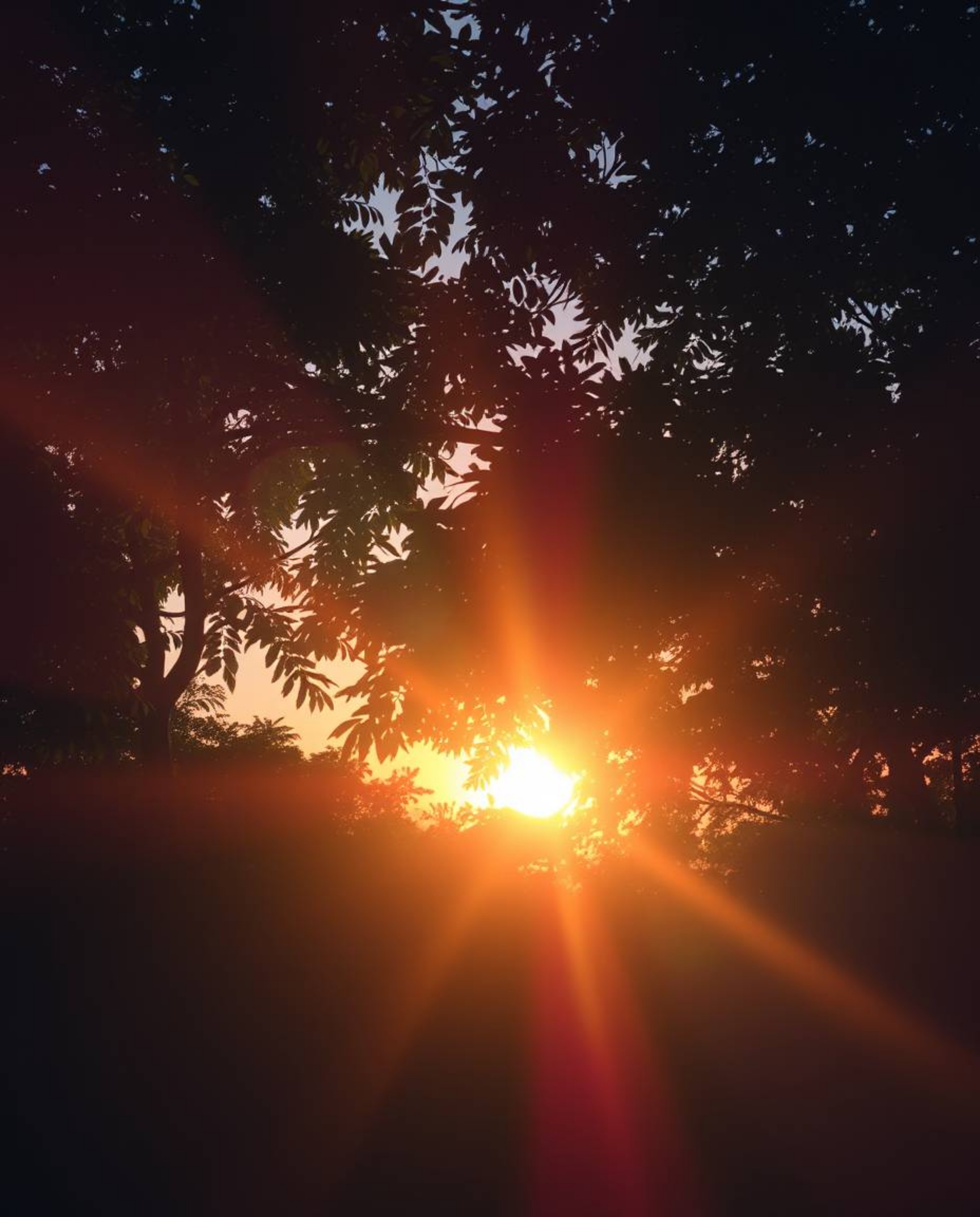 A sunset seen through a dense jungle canopy is rendered with a bright lens flare and soft pastel colors. This combination con