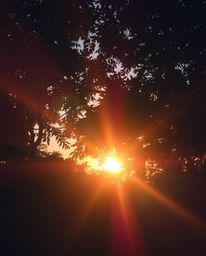 A sunset seen through a dense jungle canopy is rendered with a bright lens flare and soft pastel colors. This combination con