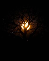 A strong, hard light scene featuring a sunset behind an old oak tree with twisted branches. This photorealistic style image i