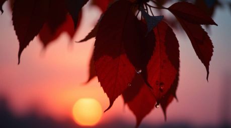A photograph bathed in warm cinematic haze with a soft focus and hazy background. The sunset hues of red, orange, and yellow 