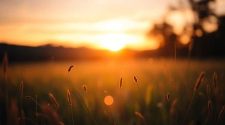 A captivating image of a serene meadow at sunset, with the focus sharply on the foreground while the background gently blurs 