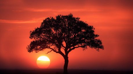 Experience an ethereal and spiritual vibe with this image featuring a lone tree silhouetted against a fiery sunset. Gentle co